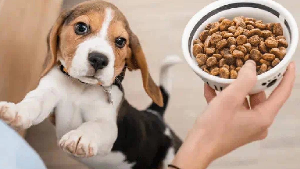 Human Foods which should never be given to Stray Dogs