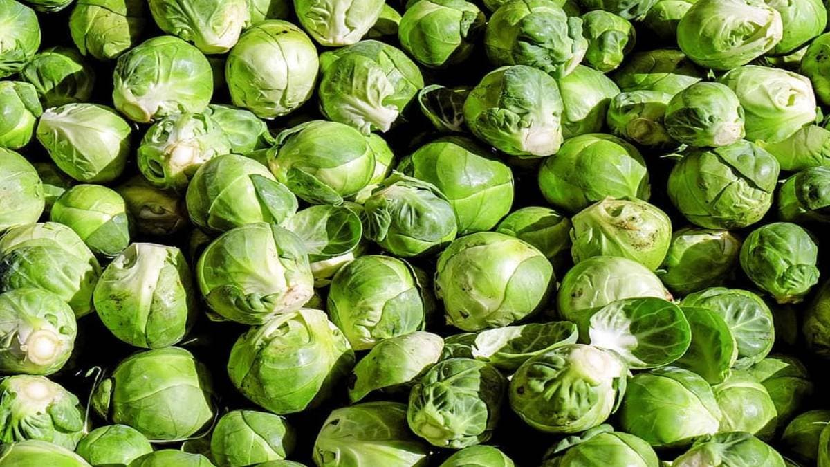 amazing facts about letus