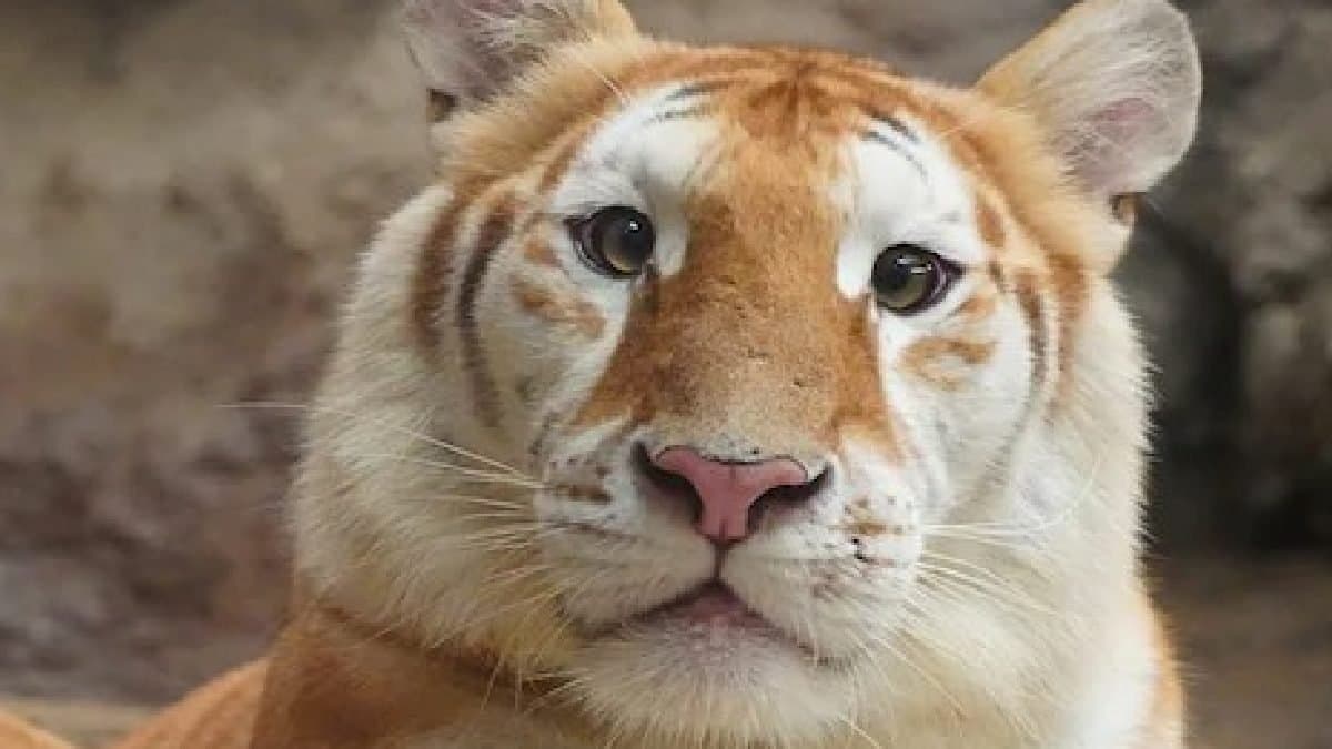 Ava Cute Golden Tigress From Thailand Becomes Viral Sensation gnr 