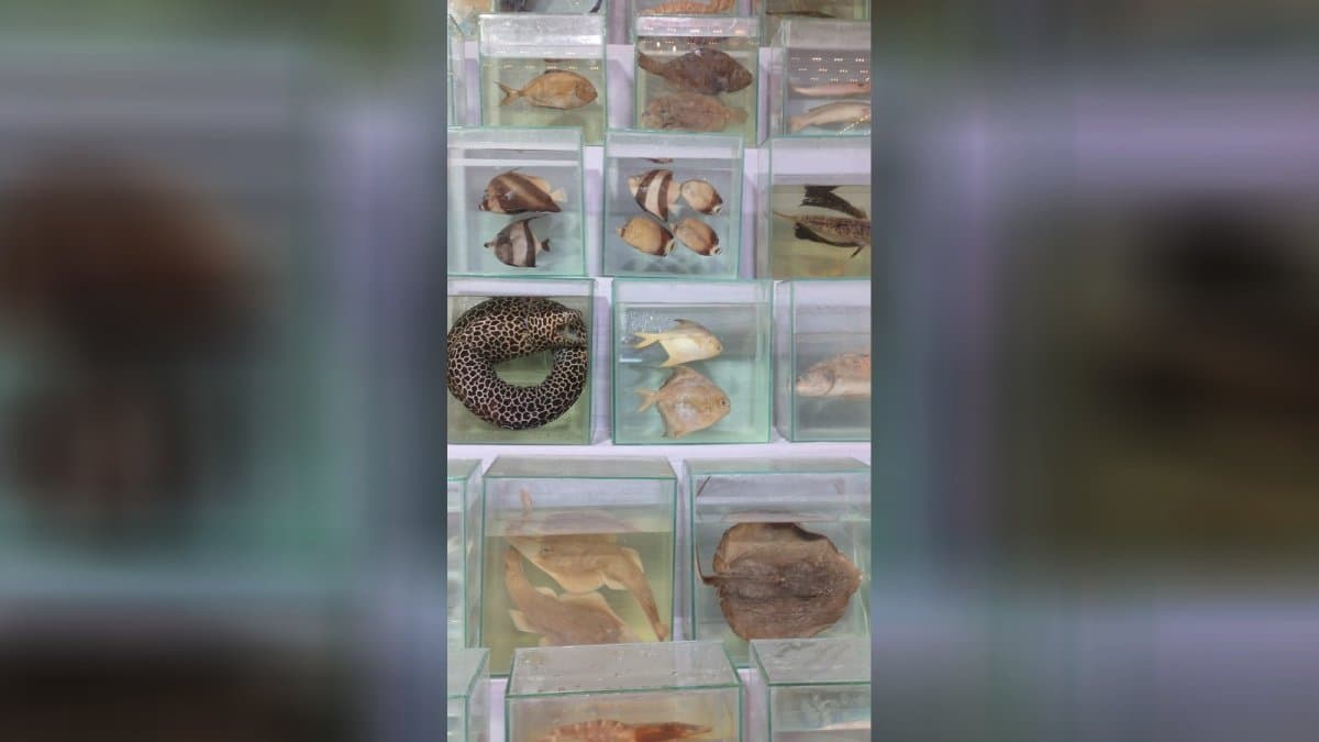 Digha seafood festival starts gnr