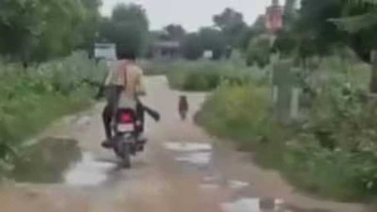  2 Men Film Themselves Shooting Over 25 Stray Dogs 