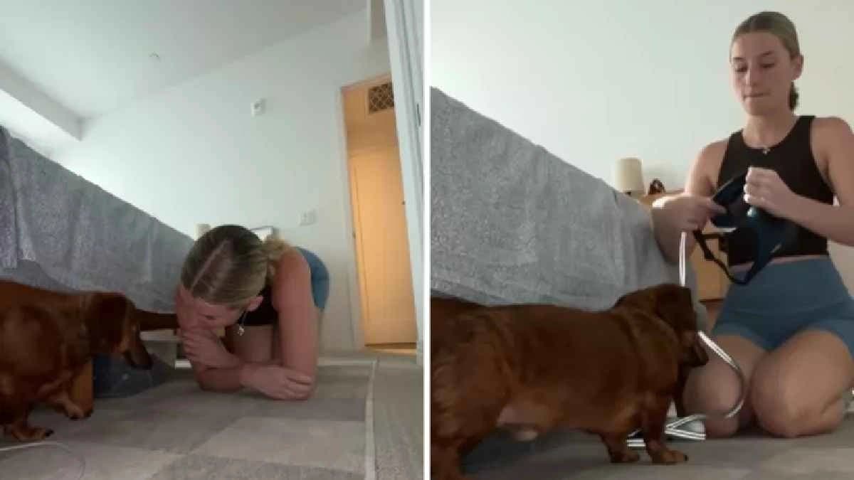 Owners Hilarious attempt to walk Dog goes Viral