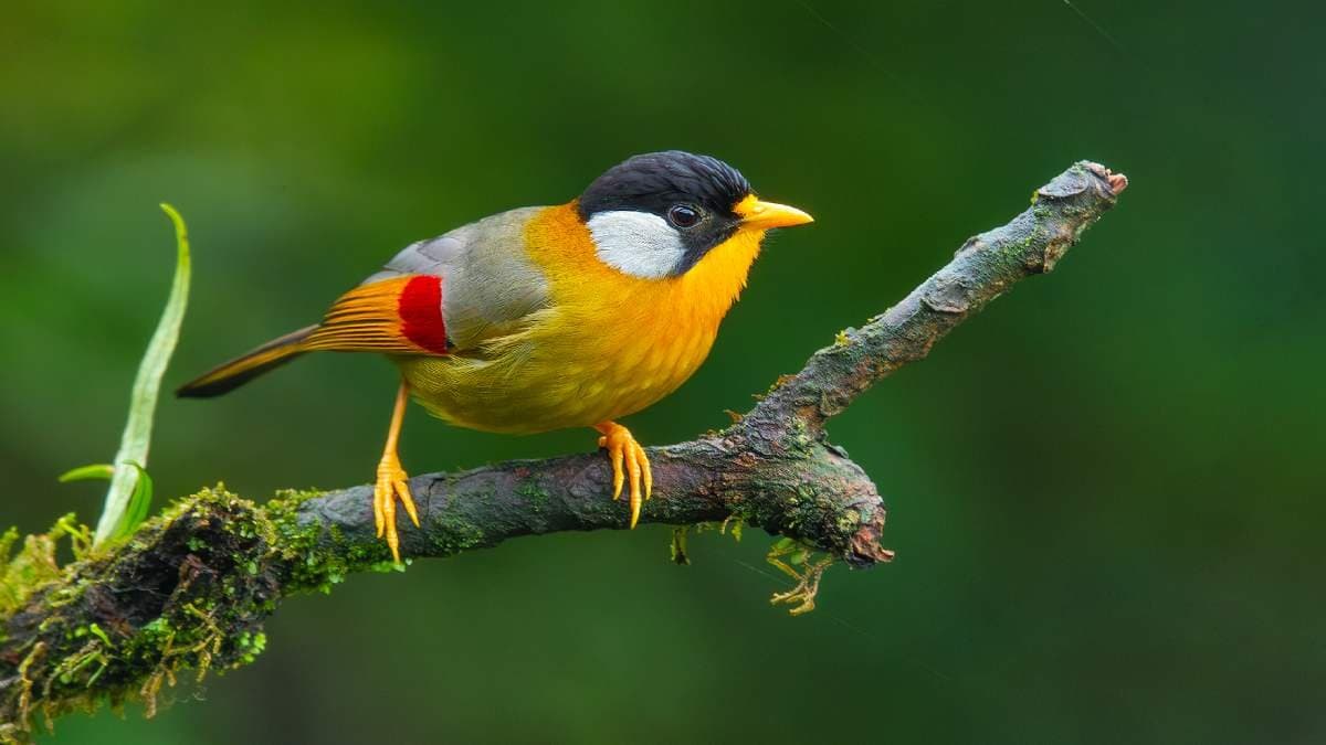 Don Chorus day initiative taken by hundreds of bird lovers of Bengal