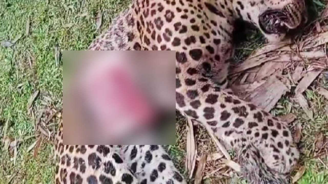 leopard deadbody found