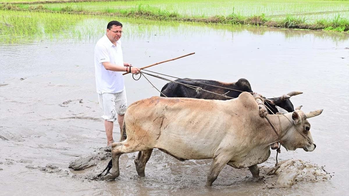 Uttarakhand CM Pushkar Singh Dhami planted paddy 