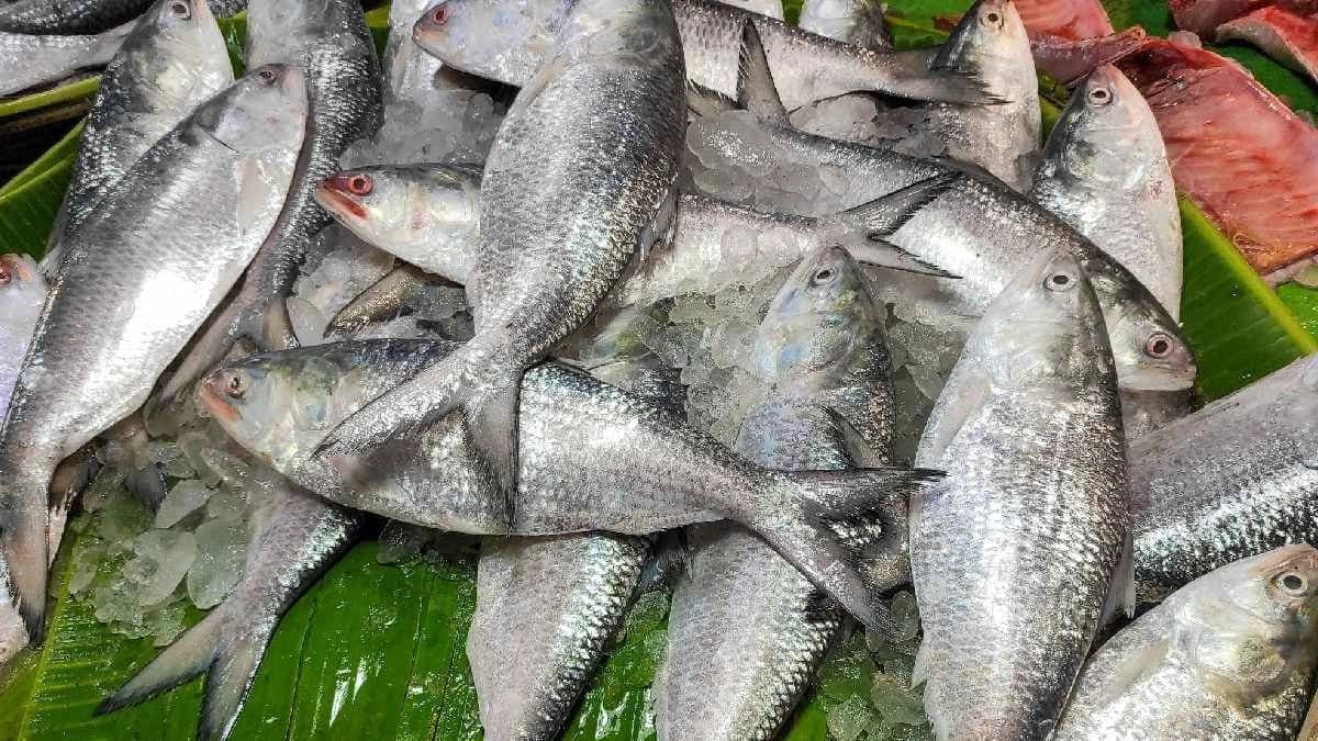 Kolkata chooses Myanmar and Gujarat fish in alternative of Padma Hilsa