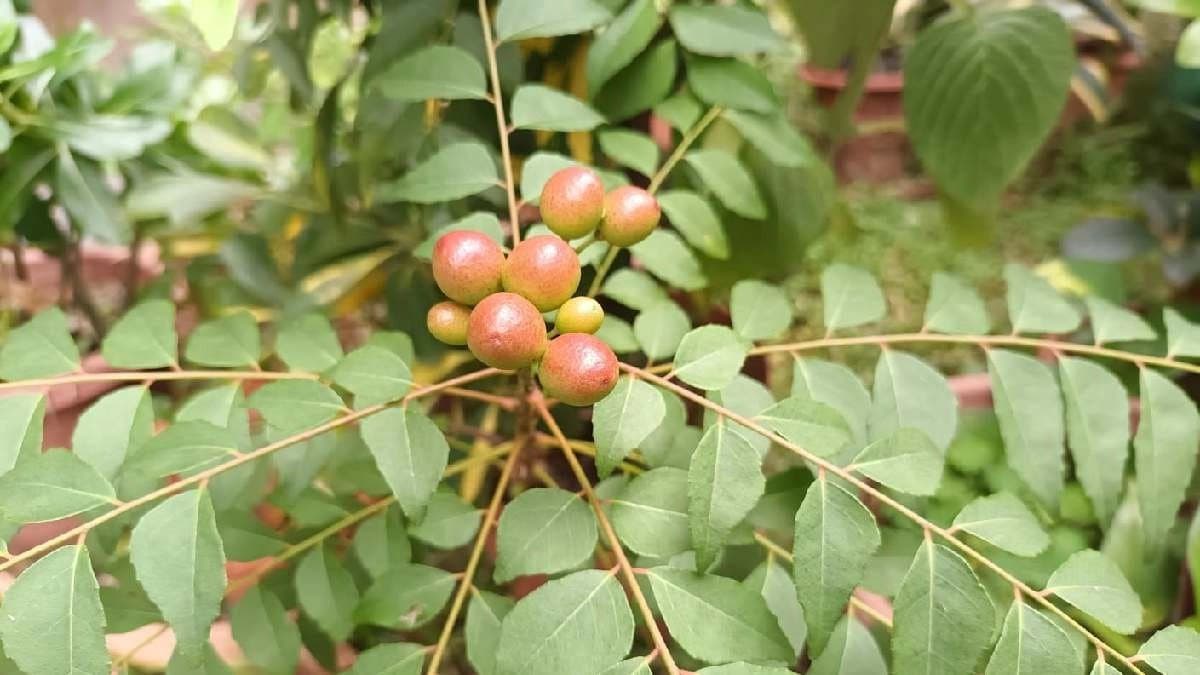 Health benefits of Curry leaves