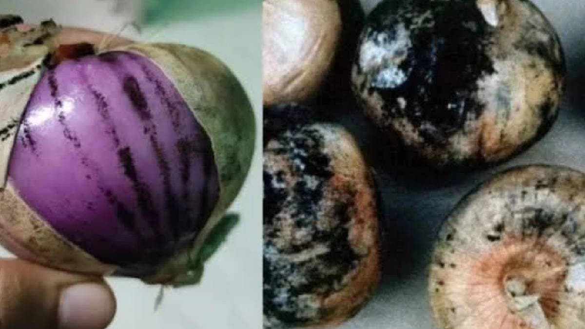 how to consume black spotted onions