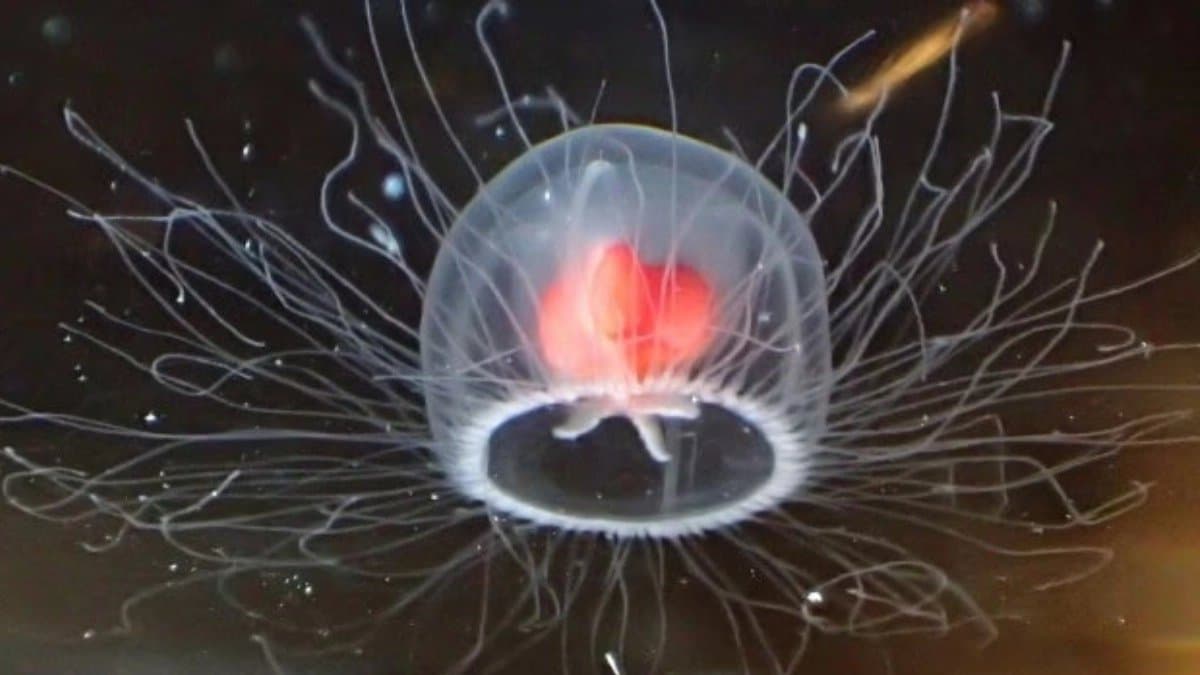 Scientists discovered the only animal that has ability to live forever 