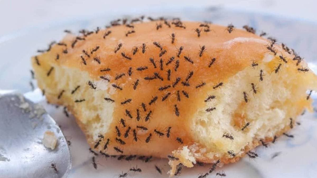 These easy home remedies help to get rid of ants in summer