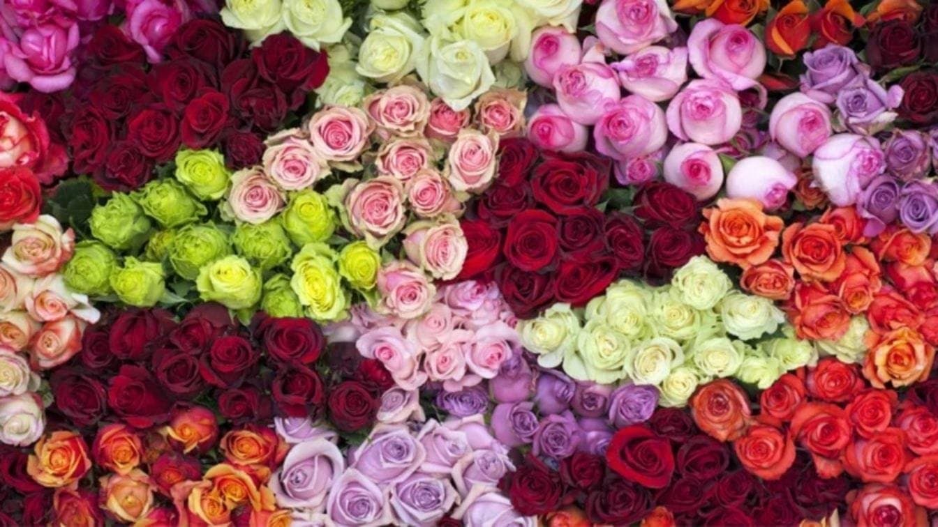 Rose Day 2025 What do different colours of roses mean From red to white discover the meaning behind each lif