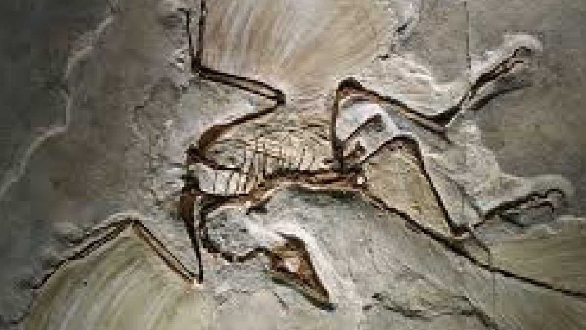  62 Million old Fossil give new story of Mammals Evolution