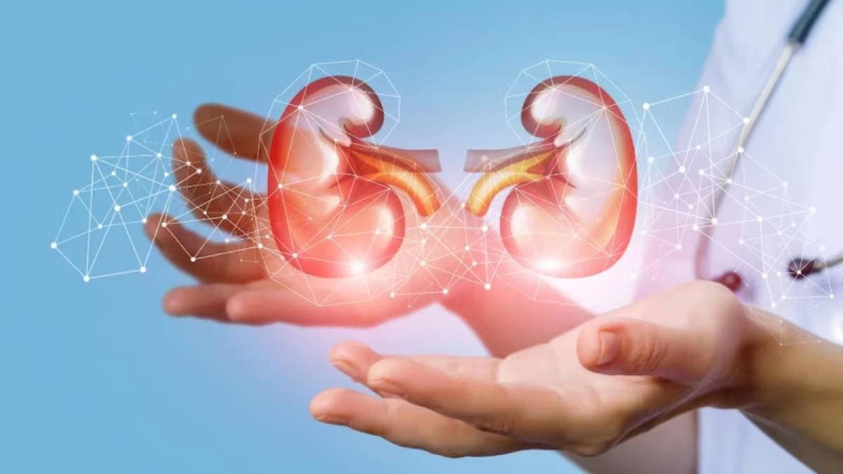 Tips to take care of kidney if you take creatine
