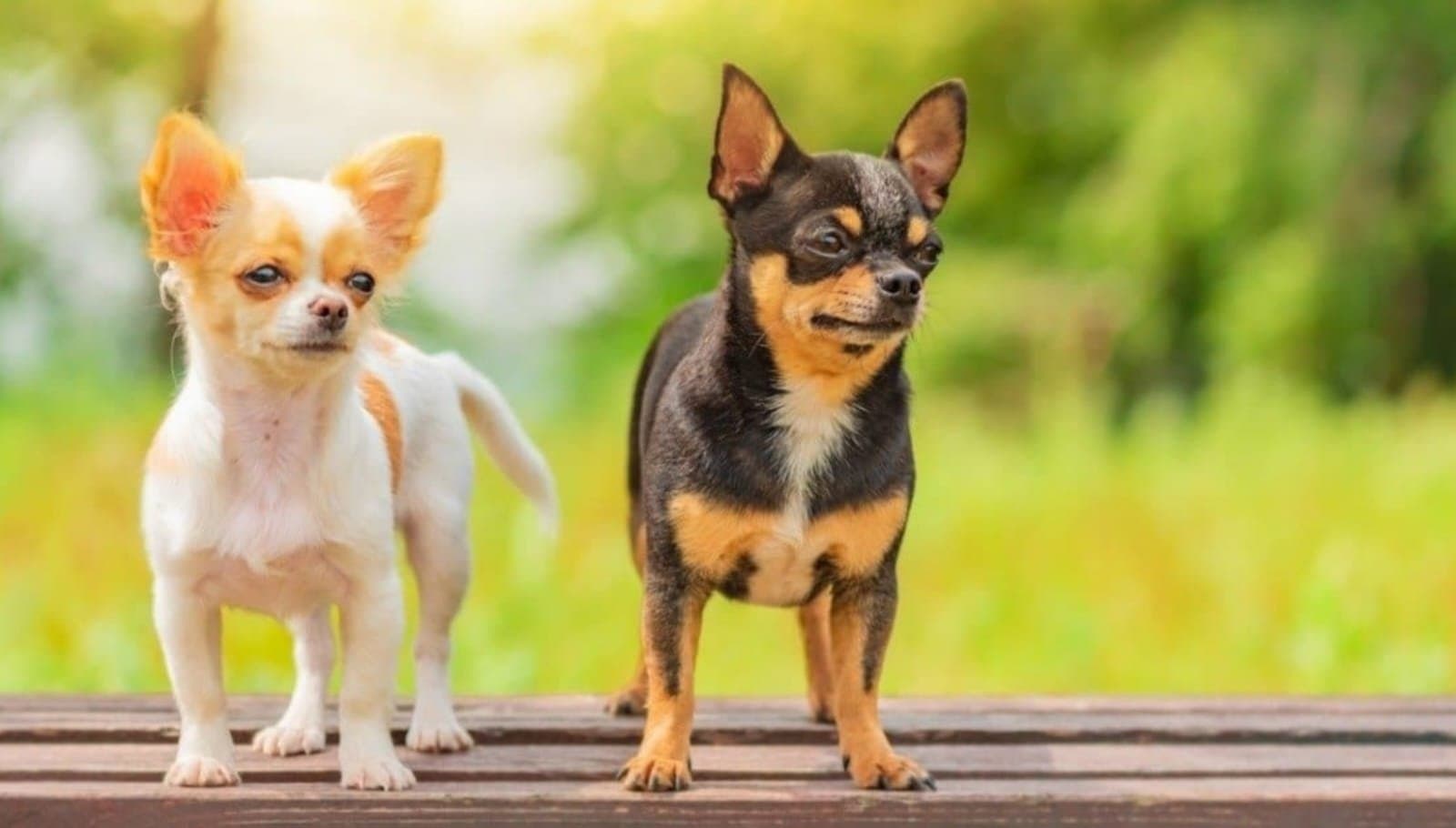 Pet: ছোট্ট ফ্ল্যাটে কোন ব্রিডের সারমেয় রাখবেন? 