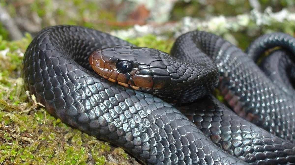 Australia s deadly Eastern Brown Snake can give two types of Venoms