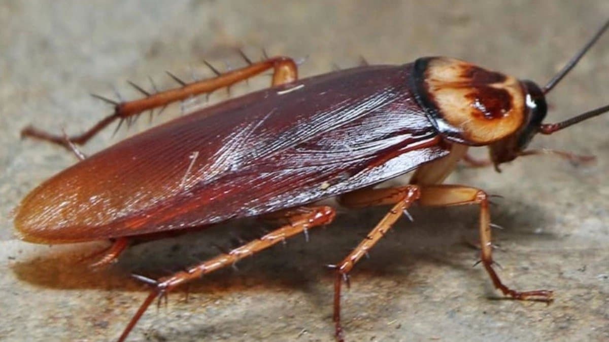 Cockroaches can not handle the smell of bay leaves