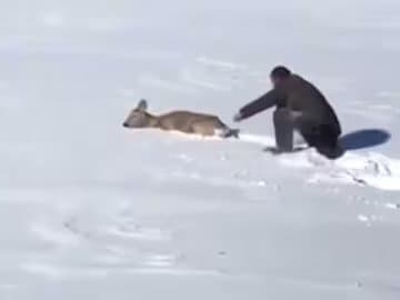 Man Cleared Path In Deep Snow To Save Struggling Deer_gnr