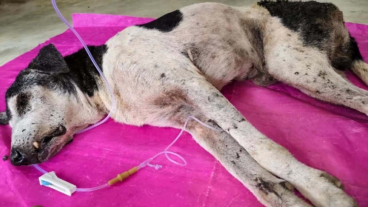 Scared with the sound pollution tension in pets are  high and the demand of drug is high