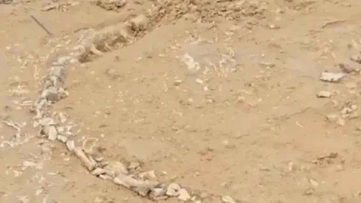 India s first 20 crore year old Dinosaur Fossil unearthed in Jaisalmer
