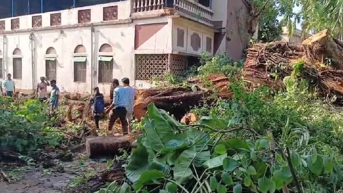 Norwester on Thursday uprooted the Uttam Kumar memory-laden tree