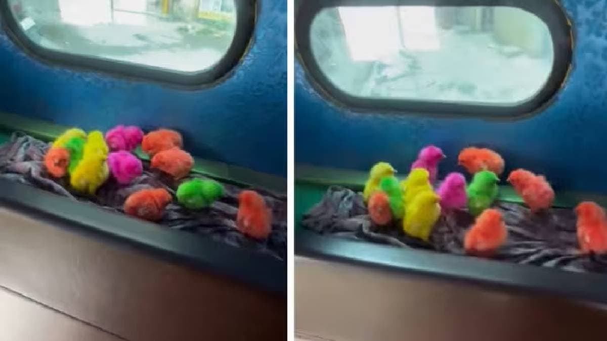 Colourful baby birds chirping in Bengaluru auto melt hearts online