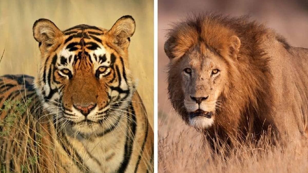 Why the lion is the king of the jungle not tiger gnr 