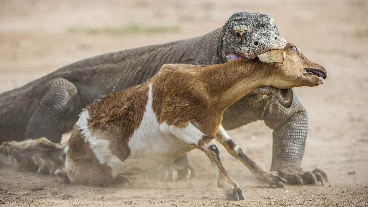 Life cycle of Komodo Dragon and reproduction process