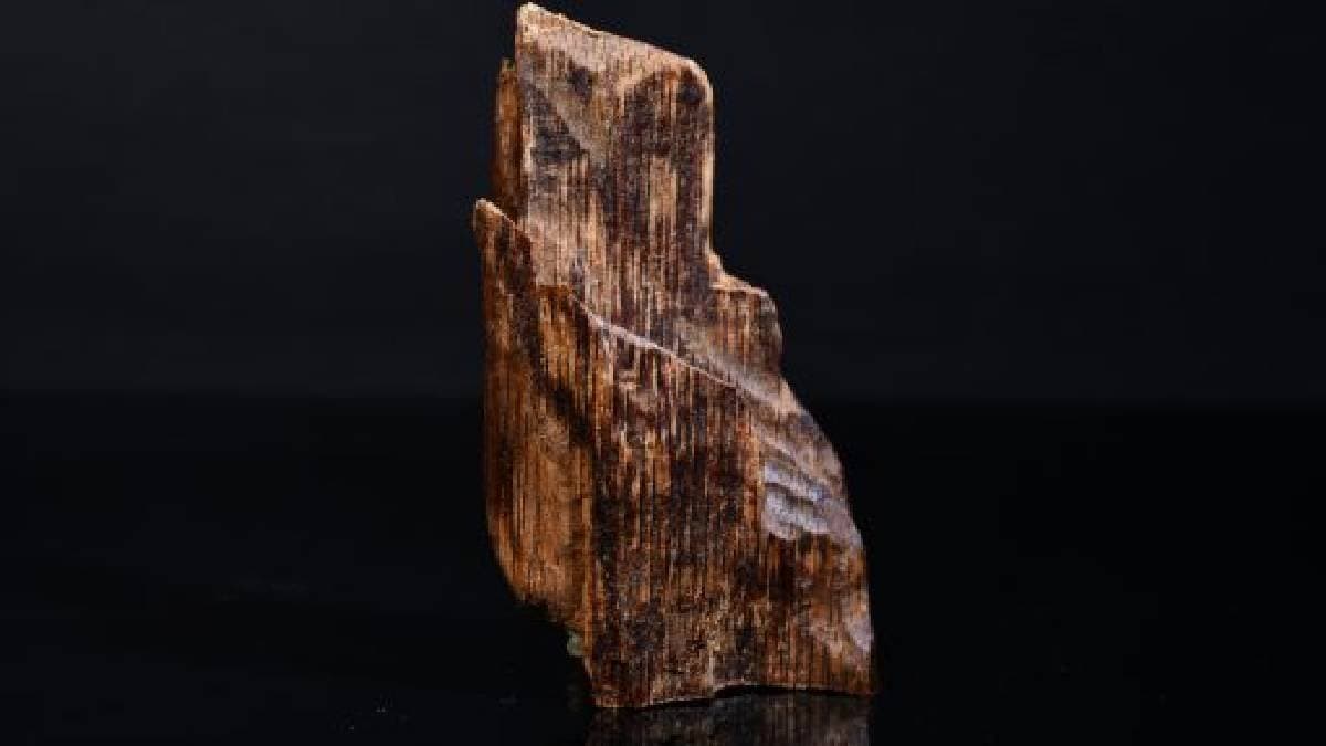 World most expensive wood whichs 10 grams costs more than 1 kg gold 