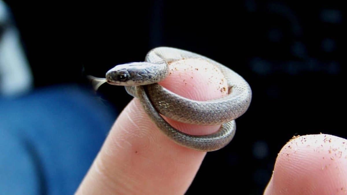 World s smallest snake rediscovered In Barbados after 20 years
