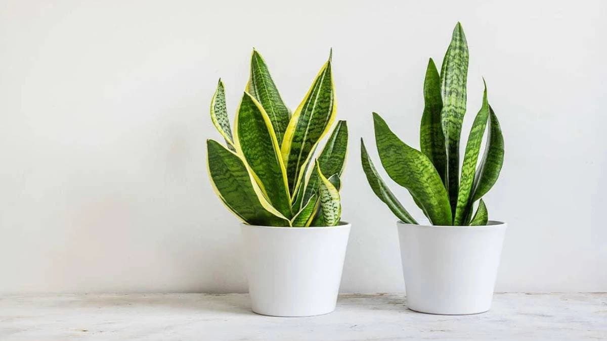 Mother in laws tongue or snake plant is a natural air purifier