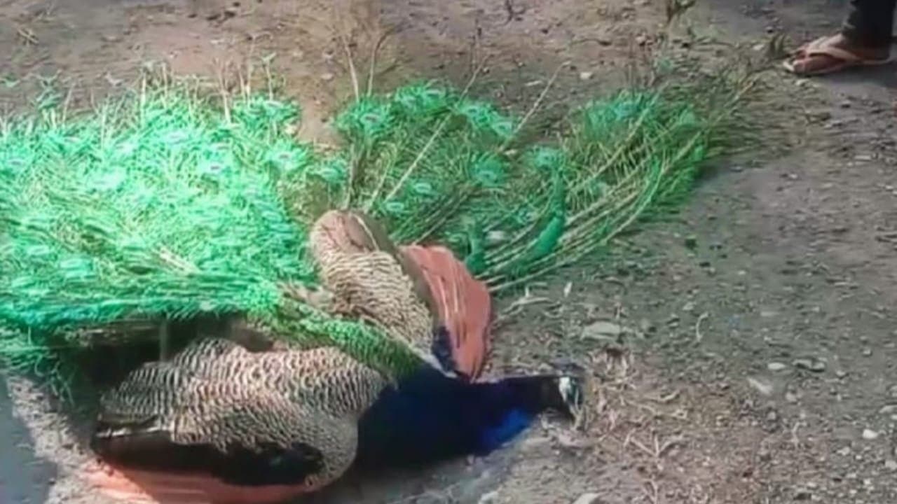 Peacock died due to car accident