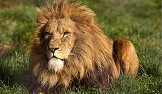  alipore zoo to bring african lion
