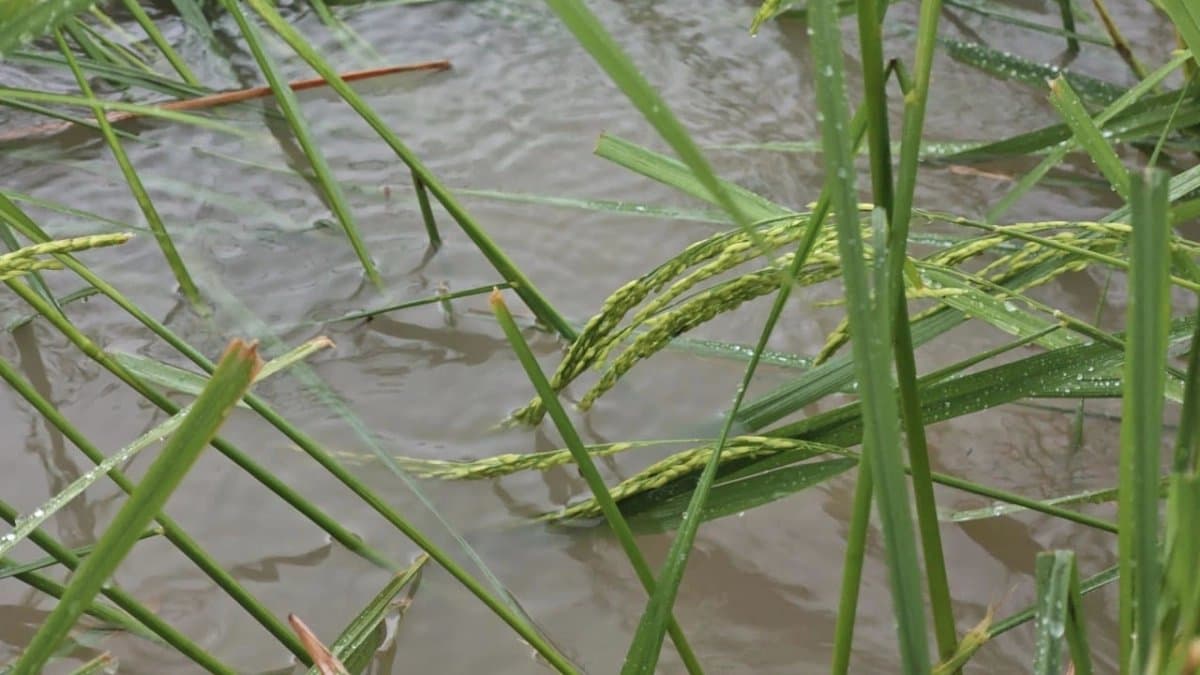 Cyclone Montha Update: Heavy Rainfall in West Bengal Huge Crops Damaged 