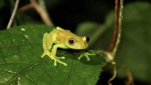 Chinese Woman Swallows Eight Live Frogs To Treat Lower Back Pain Then This Happened 