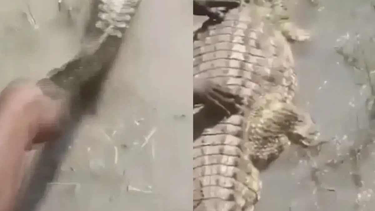 Man faces serious danger while playing with crocodile Viral Video 