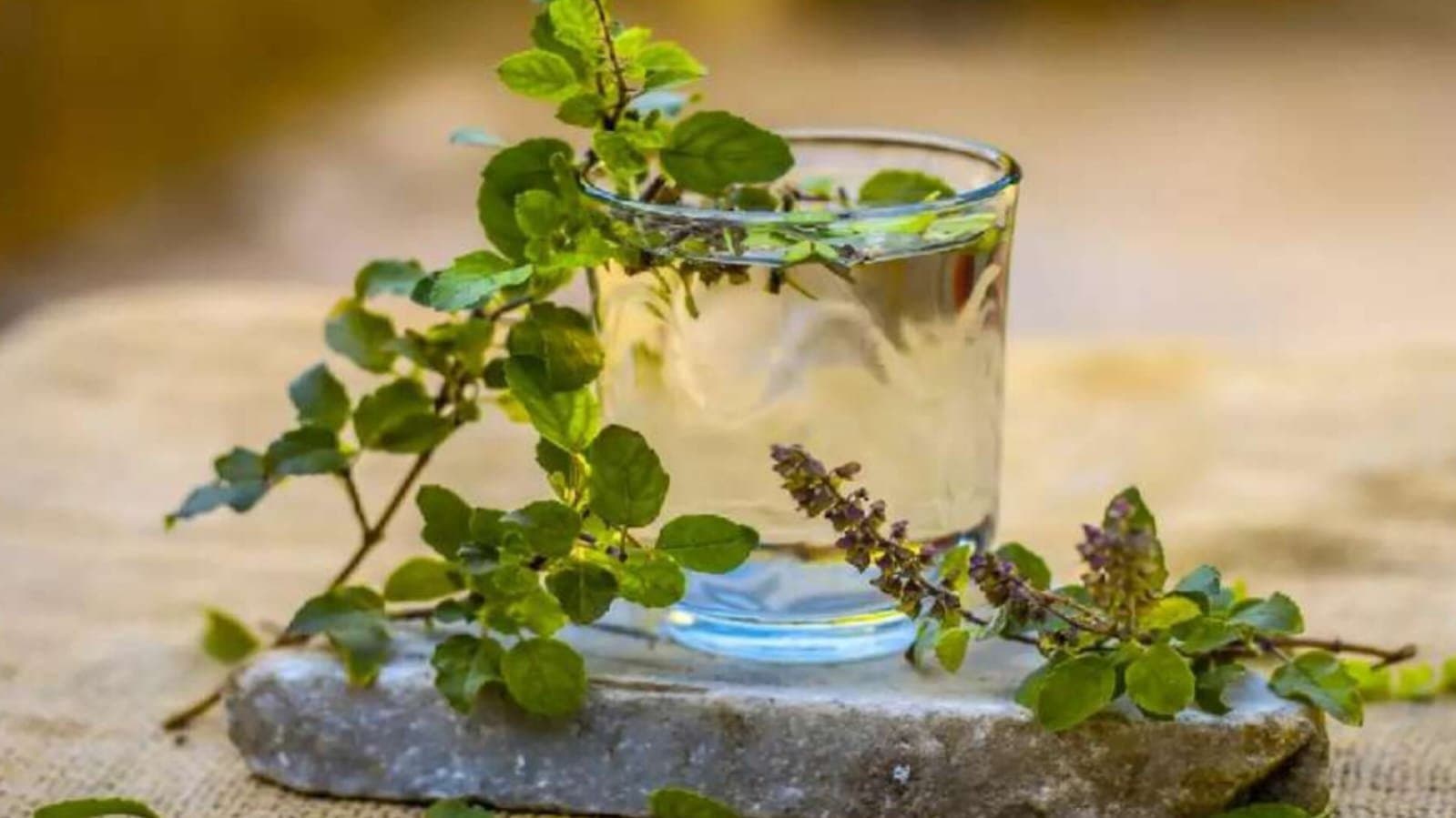 know the health benefits of tulsi water