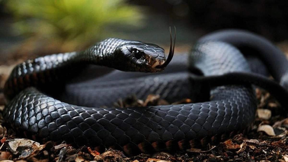 Drunk Man Bites Off Snakes Head After Attack In Andhra Pradesh