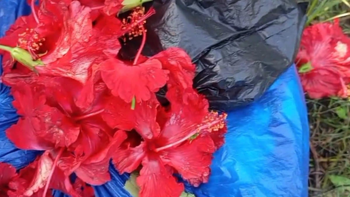 Inevitable China-rose for Kali Puja may be sold in high price