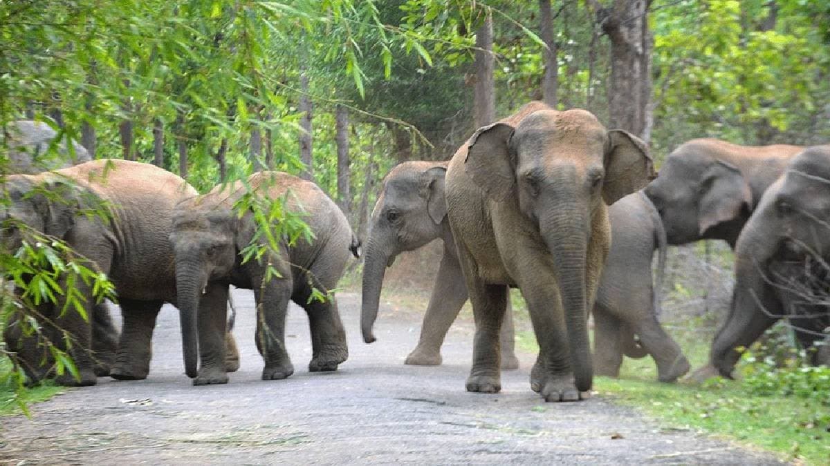 elephant scare in purulia