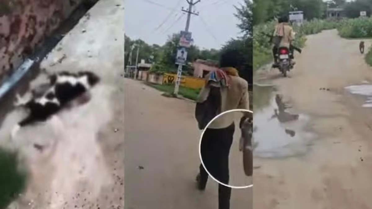 Man chases shoots dead 25 dogs in two days viral video sparks outrage in Rajasthan