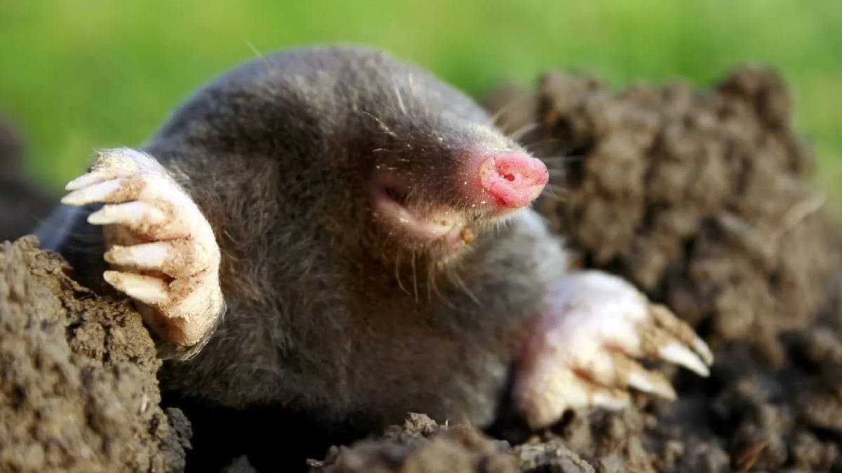 Pest Control: Five home remedies on how to get rid of Chhucho or Mole Rat