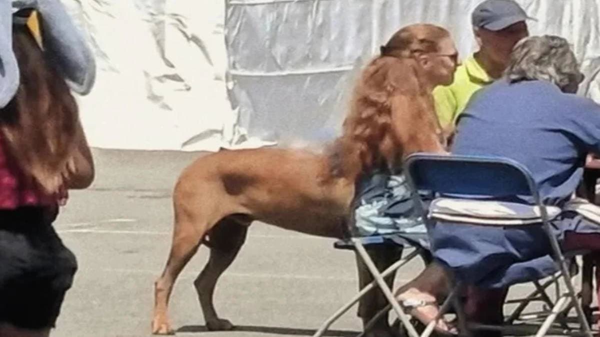 Opitcal illusion picture gets viral in social media