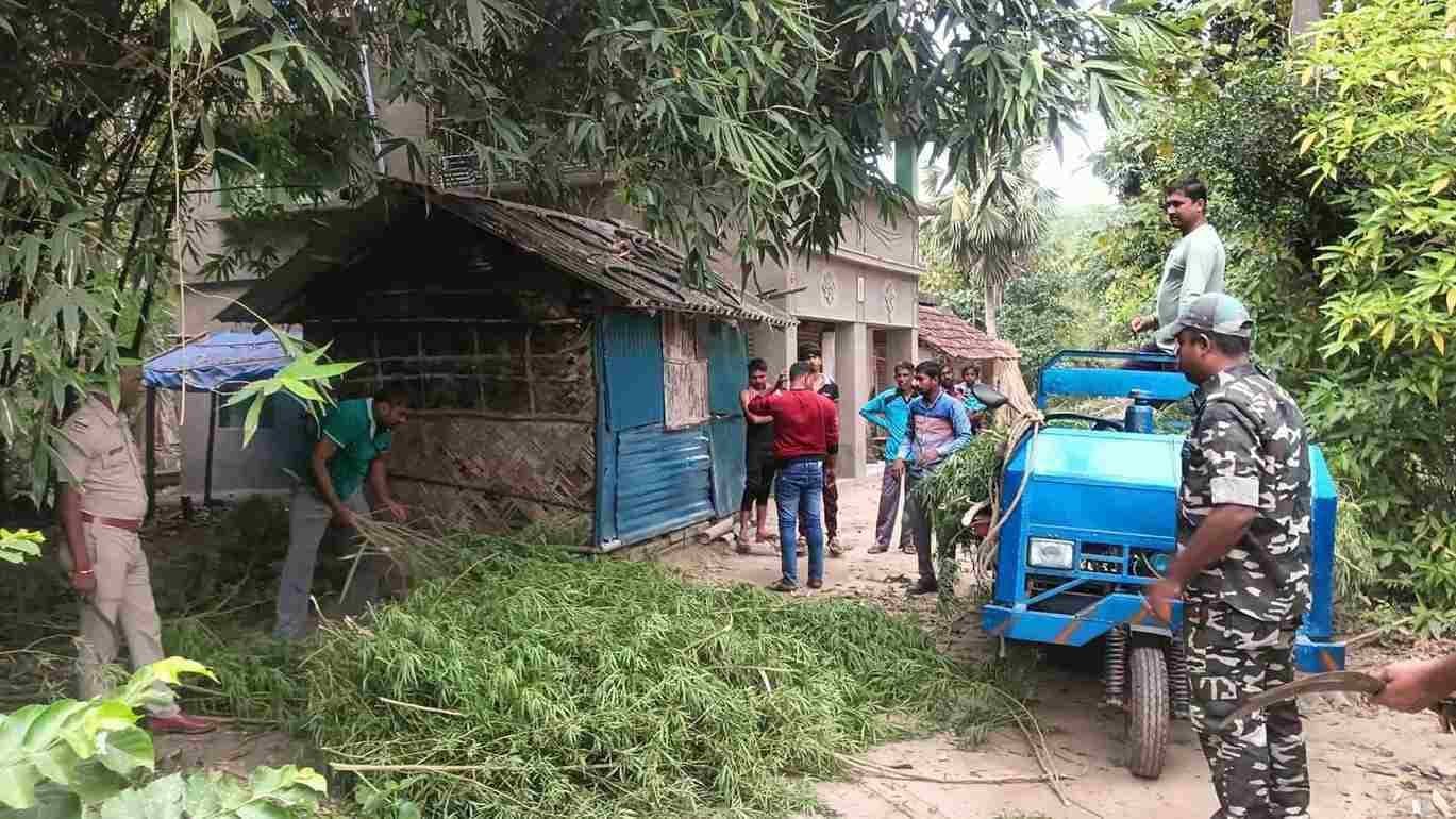 Huge amount of marijuana tree destroyed by police gnr 