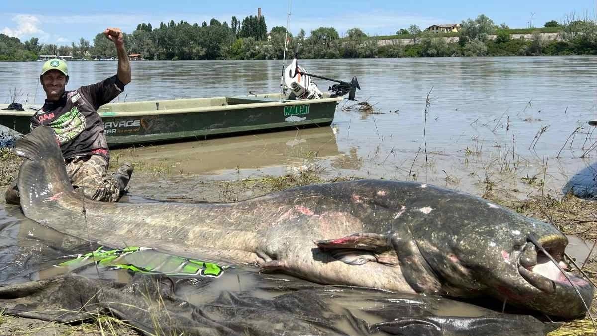Know the story behind biggest catfish ever caught in the world