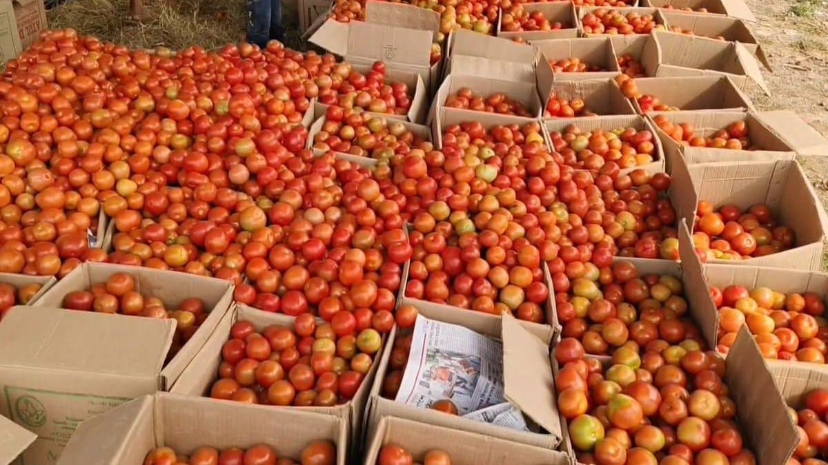 Farmers are worried about  tomato price  in the market