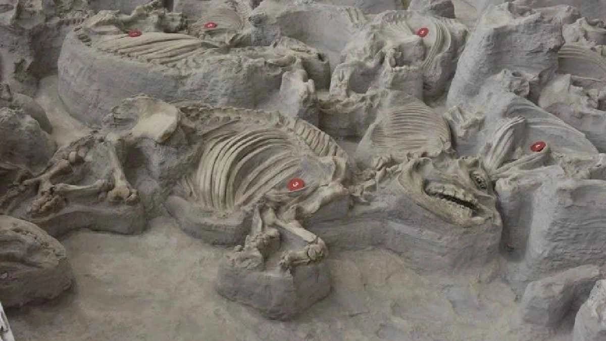 Uncovering Ancient Proteins in Rhino Fossils