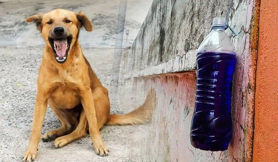 Why do people hang blue bottles outside the house does it keep dogs away here is Scientific reason lif