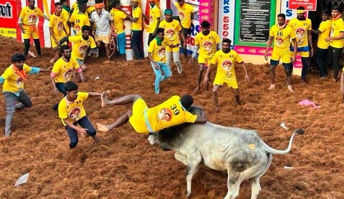  2 dead, 70 injured during Manjuvirattu in Tamilnadu