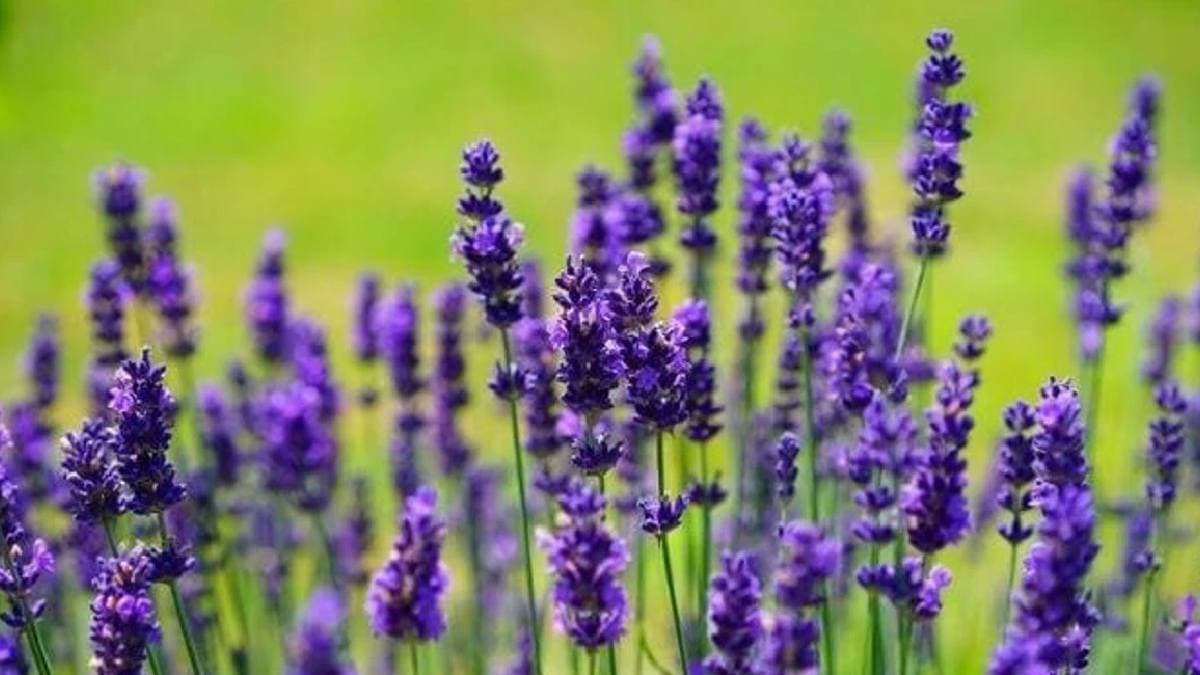 Lavender Basil marigold Citronella among Top mosquito repellent plants