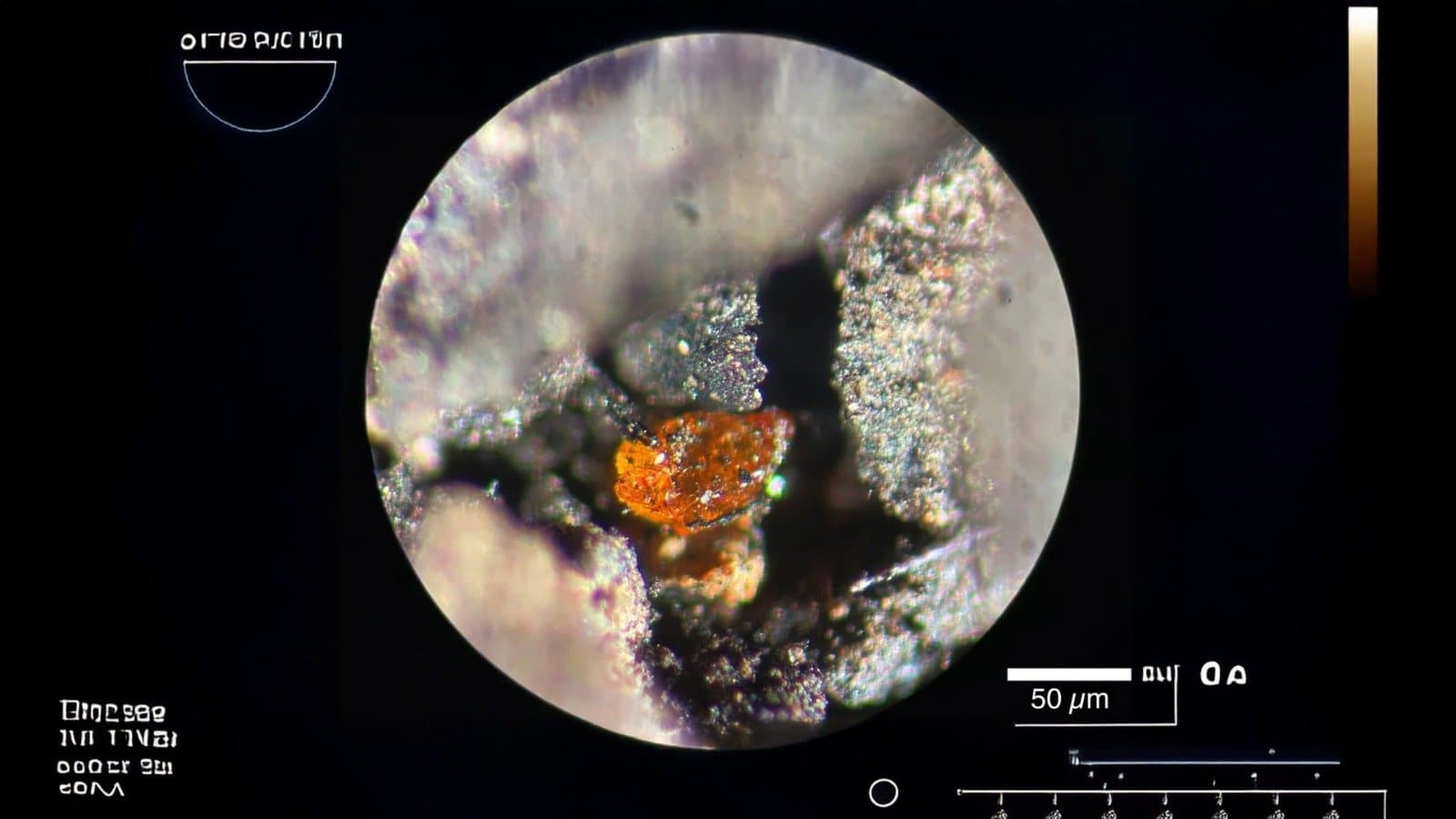 Ancient Earth Mystery Solved First Amber Discovered in Antarctica gnr 